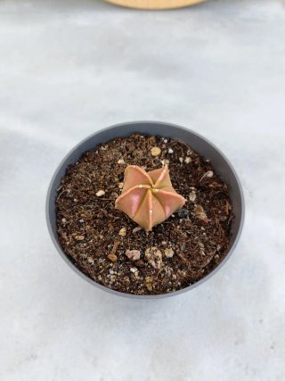 Astrophytum myriostigma variegata #1