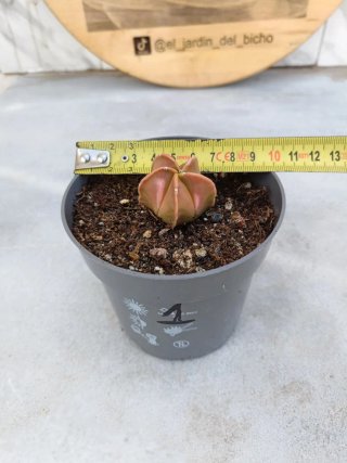 Astrophytum myriostigma variegata #1