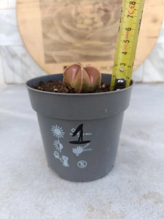 Astrophytum myriostigma variegata #1