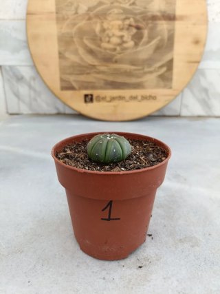Astrophytum asterias #1