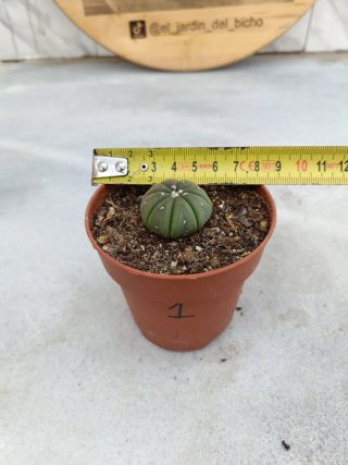 Astrophytum asterias #1