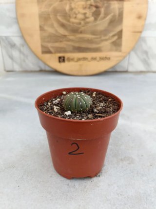 Astrophytum asterias #2