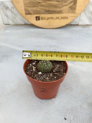 Astrophytum asterias #2