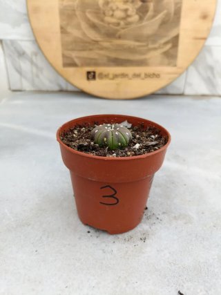 Astrophytum asterias #3
