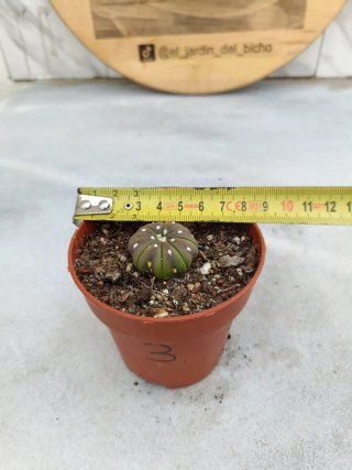 Astrophytum asterias #3