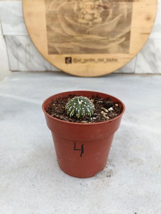 Astrophytum asterias #4