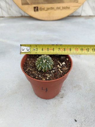 Astrophytum asterias #4