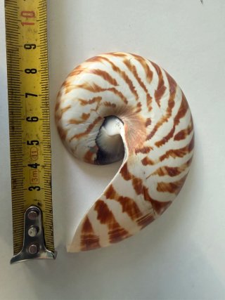 Sezione di conchiglia Nautilus