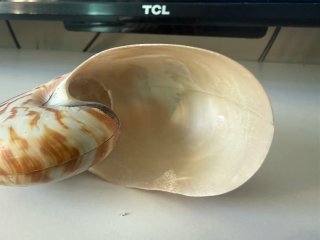 Sezione di conchiglia Nautilus