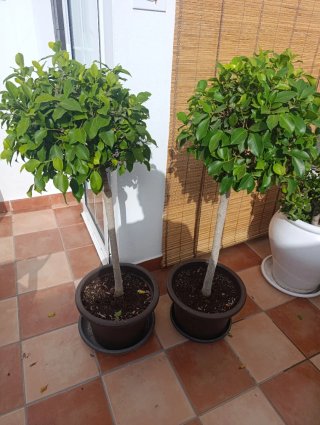Arbolitos decorativos para exterior
