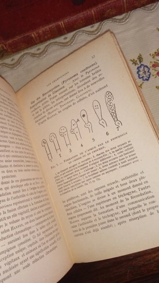 Lotto 3 Libri Antichi Scienze e Anatomia Illustrat