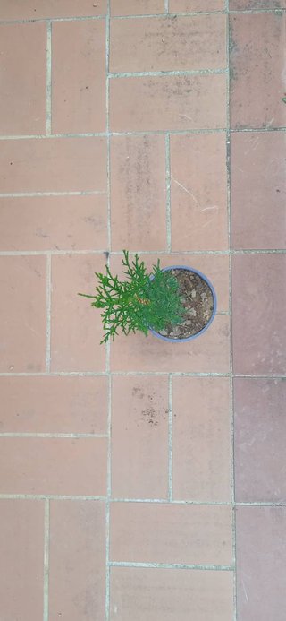 Cipresso Toscano Pianta h 50-60 cm