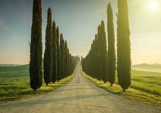 Cipresso Toscano Pianta h 50-60 cm