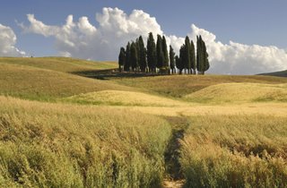 Cipresso Toscano Pianta h 50-60 cm