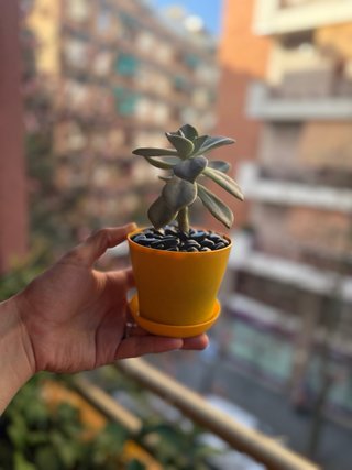 Planta Suculenta Graptopetalum + Maceta