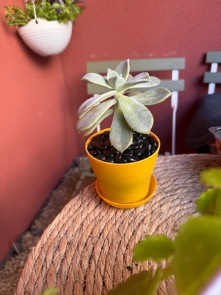 Planta Suculenta Graptopetalum + Maceta