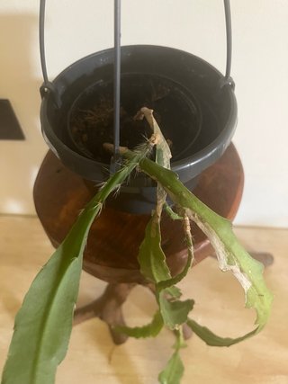 Epiphyllum rosa sfumato