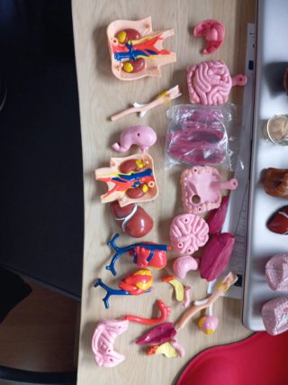 Maqueta Cuerpo Humano (Falta un cráneo)