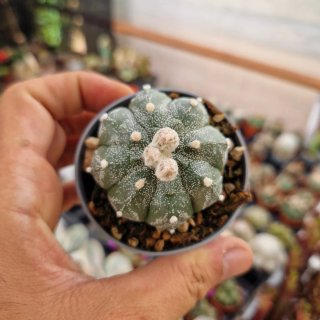 Cactus Astrophytum hibrido