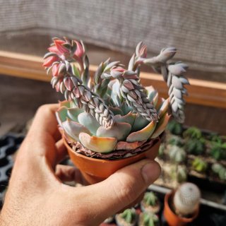 Echeveria bruma