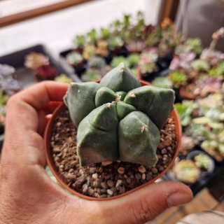 Cactus Astrophytum kikko