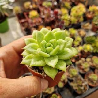 Echeveria santa maria korea