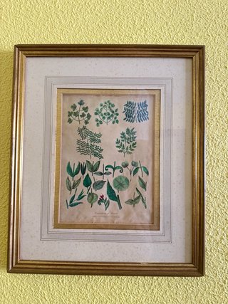 Pintura botánica de hojas y flores