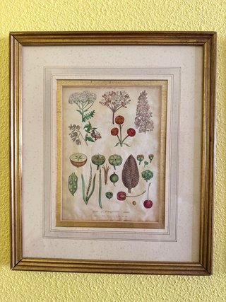 Cuadro botánico antiguo