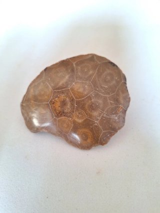 Fósil Coral Hexagonaria