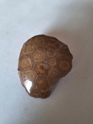 Fósil Coral Hexagonaria