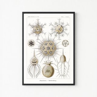 PACK TIERRA CALIDA 50X70 HAECKEL LAMINAS VINTAGE
