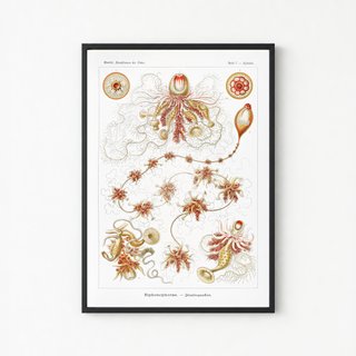 PACK TIERRA CALIDA 50X70 HAECKEL LAMINAS VINTAGE