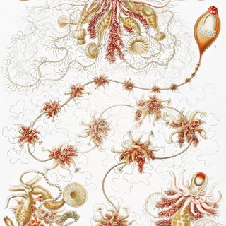 PACK TIERRA CALIDA 50X70 HAECKEL LAMINAS VINTAGE