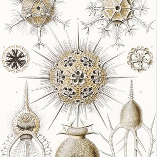 PACK TIERRA CALIDA 50X70 HAECKEL LAMINAS VINTAGE