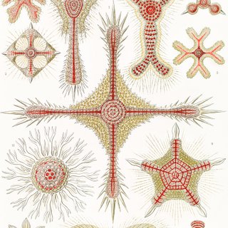 PACK TIERRA CALIDA 50X70 HAECKEL LAMINAS VINTAGE