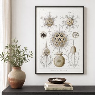 PACK TIERRA CALIDA 50X70 HAECKEL LAMINAS VINTAGE