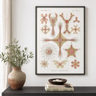 PACK TIERRA CALIDA 50X70 HAECKEL LAMINAS VINTAGE