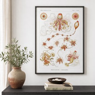 PACK TIERRA CALIDA 50X70 HAECKEL LAMINAS VINTAGE