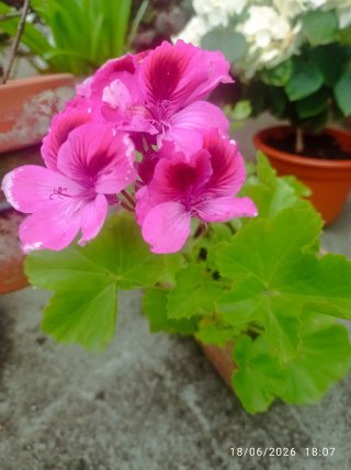 Geranio antiguo rosa