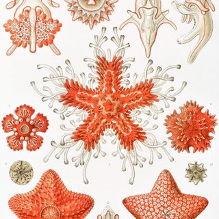 PACK ROJO CORAL 50X70 HAECKEL LAMINAS VINTAGE