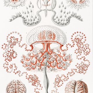 PACK ROJO CORAL 50X70 HAECKEL LAMINAS VINTAGE