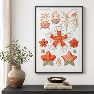 PACK ROJO CORAL 50X70 HAECKEL LAMINAS VINTAGE