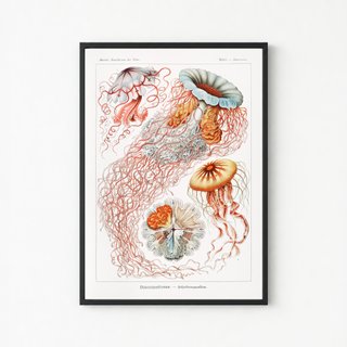 PACK ROJO CORAL 50X70 HAECKEL LAMINAS VINTAGE