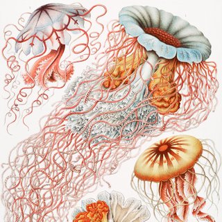 PACK ROJO CORAL 50X70 HAECKEL LAMINAS VINTAGE