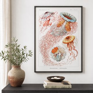 PACK ROJO CORAL 50X70 HAECKEL LAMINAS VINTAGE