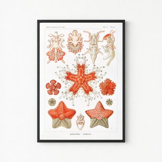 PACK ROJO CORAL 50X70 HAECKEL LAMINAS VINTAGE