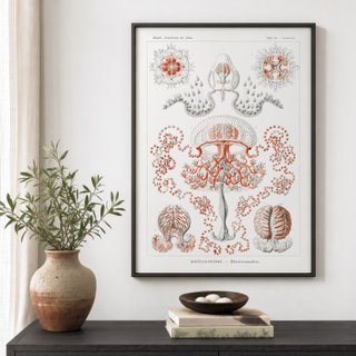 PACK ROJO CORAL 50X70 HAECKEL LAMINAS VINTAGE
