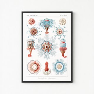 PACK MAR INDIGO 50X70 HAECKEL LAMINAS VINTAGE