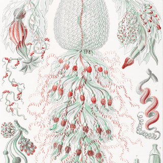 PACK MAR INDIGO 50X70 HAECKEL LAMINAS VINTAGE