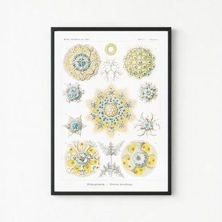 PACK MAR INDIGO 50X70 HAECKEL LAMINAS VINTAGE
